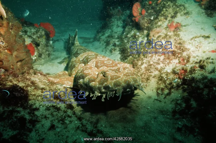 : Banded Wobbygong / Carpet SHARK : Banded Wobbygong / Carpet SHARK