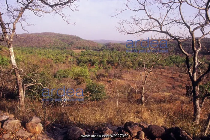  : Bandhavgarh National Park - India