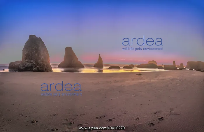 : Bandon Beach, Oregon : Bandon Beach, Oregon