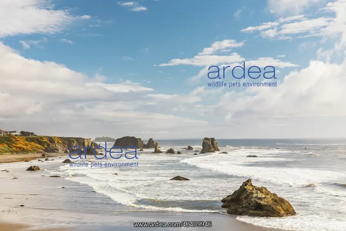 : Bandon, Oregon, USA. Sea stacks and surf on Bandon : Bandon, Oregon, USA. Sea stacks and surf on Bandon