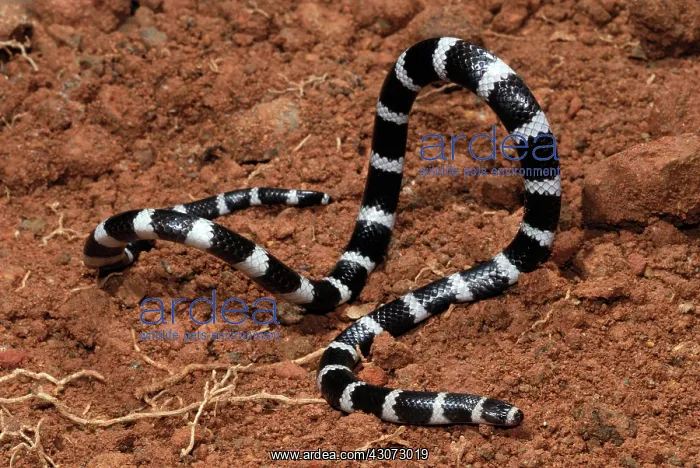 : Bandy Bandy Snake : Bandy Bandy Snake