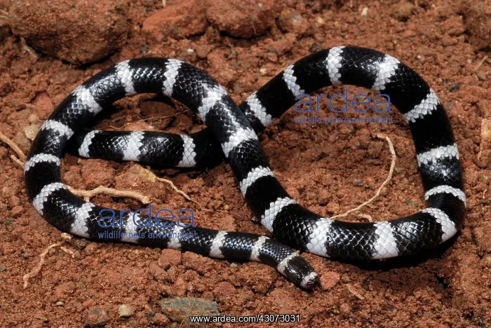 : Bandy Bandy Snake : Bandy Bandy Snake
