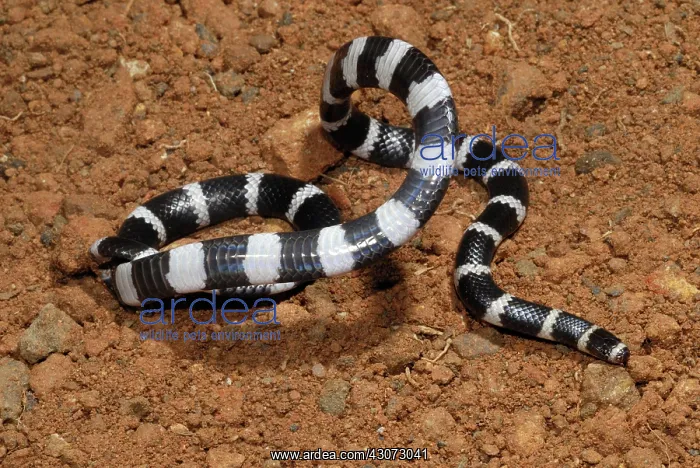 : Bandy Bandy Snake : Bandy Bandy Snake