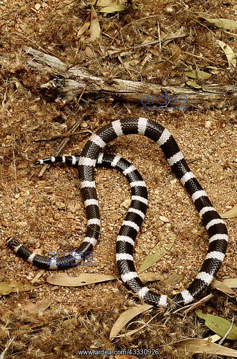 : BANDY BANDY SNAKE - looping in alarm : BANDY BANDY SNAKE - looping in alarm