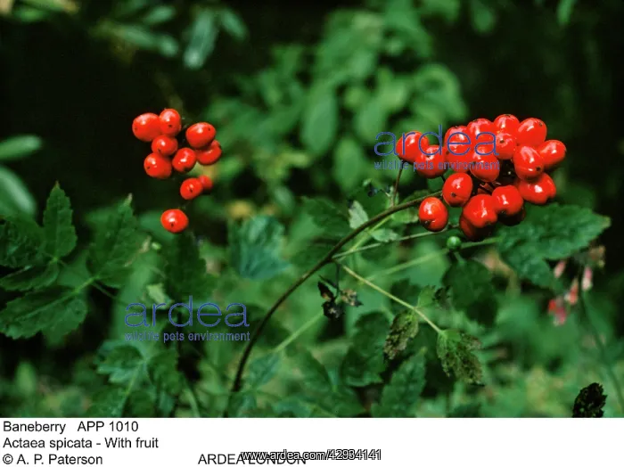  : BANEBERRY (Actaea spicata)