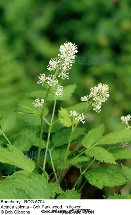 : BANEBERRY (Actaea spicata). Colt Park Wood, UK : BANEBERRY (Actaea spicata). Colt Park Wood, UK