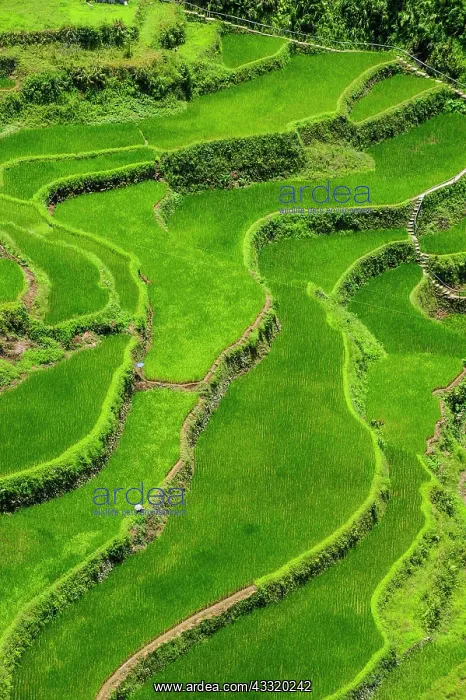 : Bangaan in the rice terraces of Banaue, Northern : Bangaan in the rice terraces of Banaue, Northern