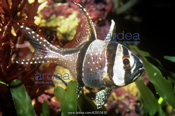 : Bangai / Banggai CARDINAL FISH : Bangai / Banggai CARDINAL FISH