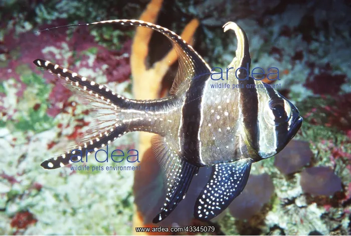 : Bangai / Banggai CARDINAL FISH : Bangai / Banggai CARDINAL FISH