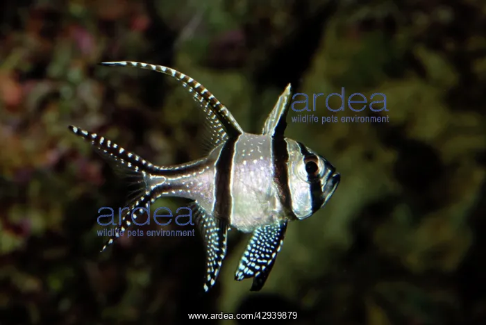 : Bangai / Banggai Cardinal Fish / Kaudern's Cardinal Fish : Bangai / Banggai Cardinal Fish / Kaudern's Cardinal Fish