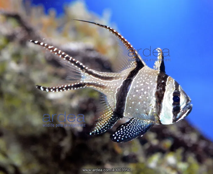 : Banggai Cardinalfish : Banggai Cardinalfish