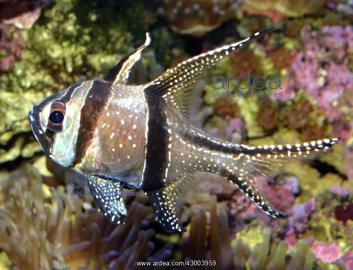 : Banggai Cardinalfish : Banggai Cardinalfish