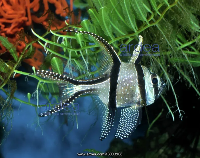 : Banggai Cardinalfish : Banggai Cardinalfish