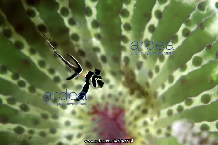 : Banggai Cardinalfish juvenile in Anemone : Banggai Cardinalfish juvenile in Anemone