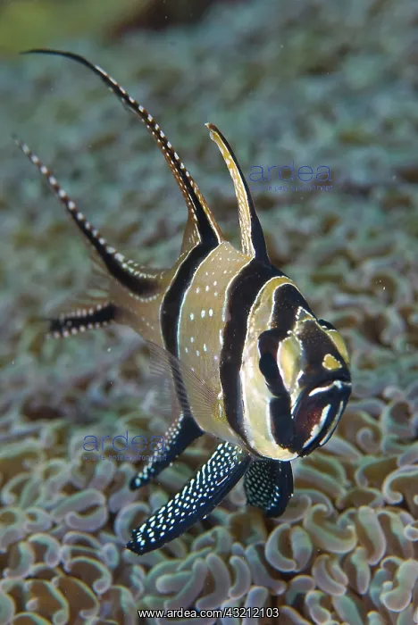  : Banggai cardinalfish (Pterapogon kauderni)