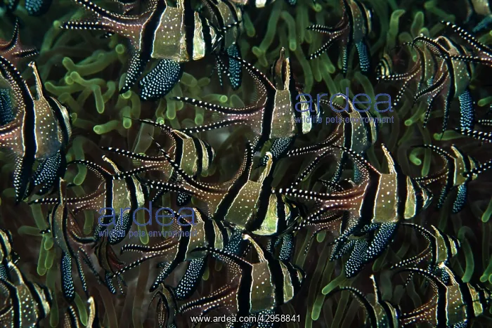 : Banggai Cardinalfish - school : Banggai Cardinalfish - school