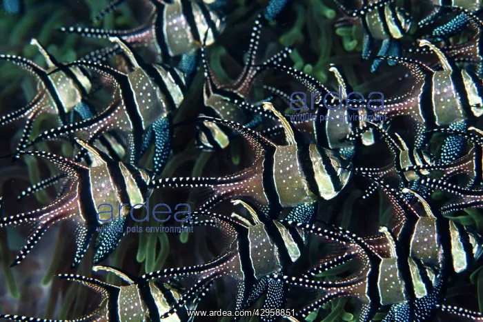 : Banggai Cardinalfish - school : Banggai Cardinalfish - school
