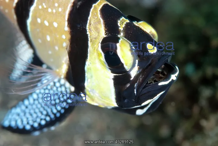 : Banggai Cardinalfish - with young baby fish in mouth : Banggai Cardinalfish - with young baby fish in mouth