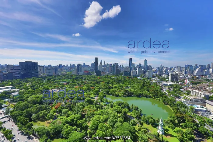 : Bangkok city skyline and Lumphini Park, Bangkok, Thailand : Bangkok city skyline and Lumphini Park, Bangkok, Thailand