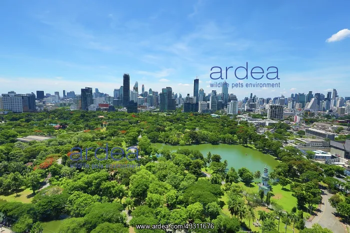 : Bangkok city skyline and Lumphini Park, Bangkok, Thailand : Bangkok city skyline and Lumphini Park, Bangkok, Thailand