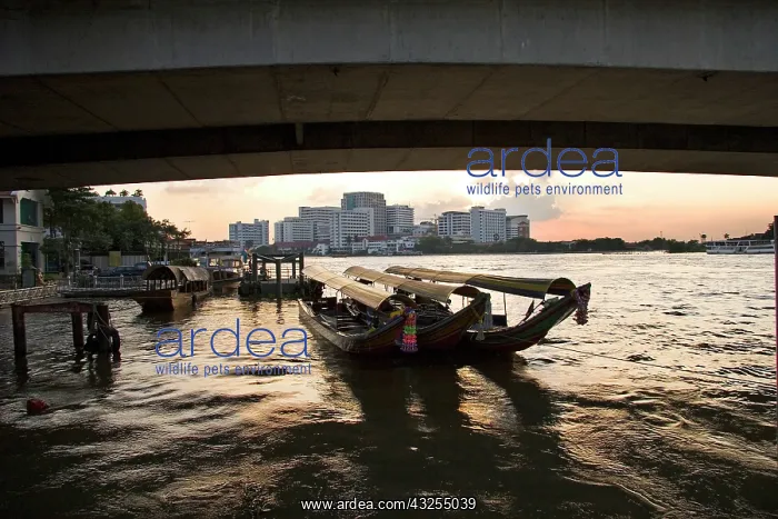 : Bangkok, Thailand. A sunset over a Bangkok : Bangkok, Thailand. A sunset over a Bangkok