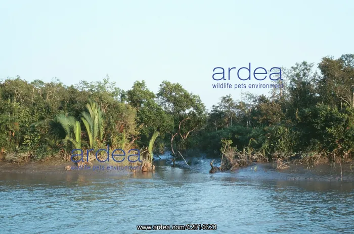 : Bangladesh - khal or tide creek & forest in Sundarbands : Bangladesh - khal or tide creek & forest in Sundarbands