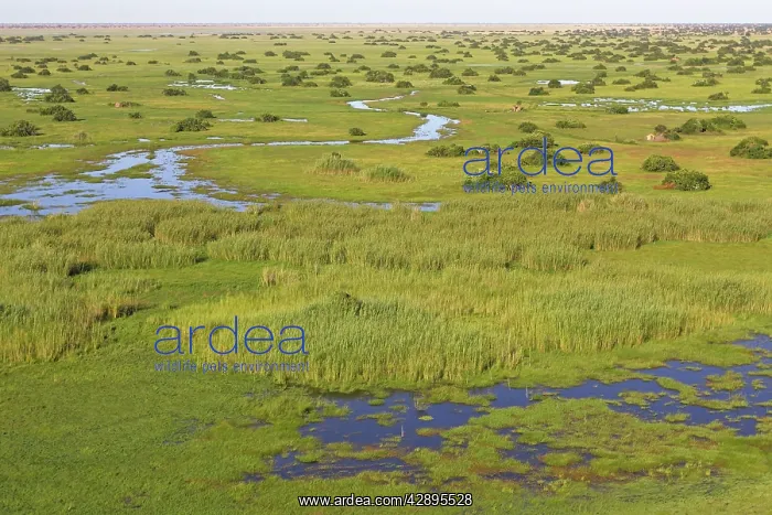 : Bangweuleu marshes : Bangweuleu marshes