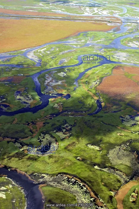 : Bangweuleu marshes - aerial : Bangweuleu marshes - aerial