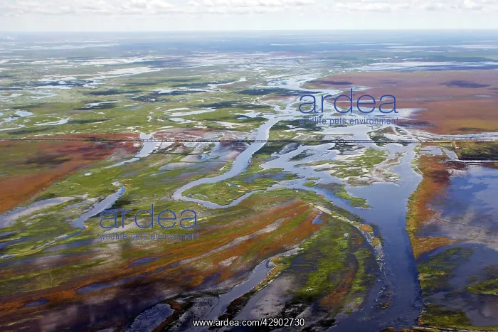 : Bangweuleu marshes - aerial : Bangweuleu marshes - aerial