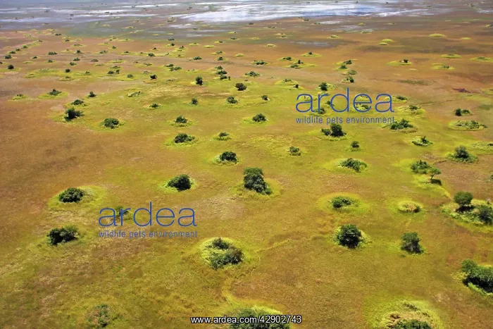 : Bangweuleu marshes - aerial : Bangweuleu marshes - aerial