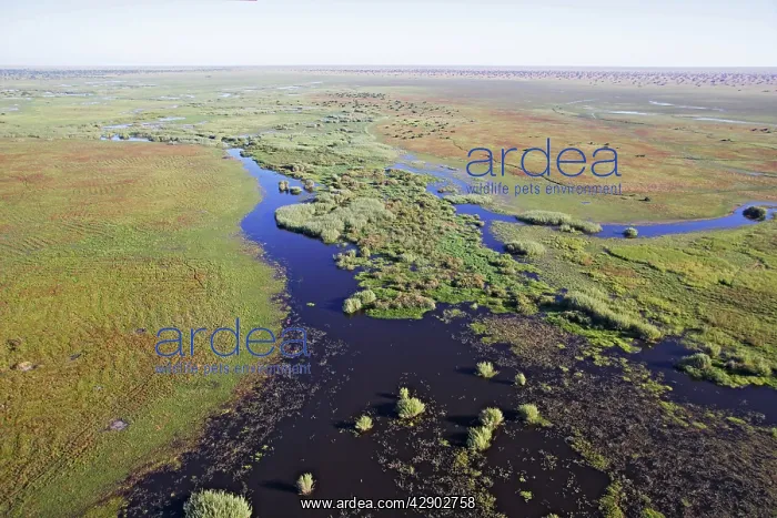 : Bangweuleu marshes - aerial : Bangweuleu marshes - aerial