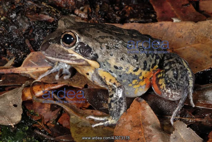  : Banjo Frog