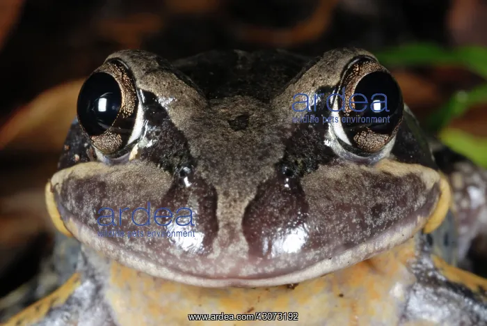  : Banjo Frog