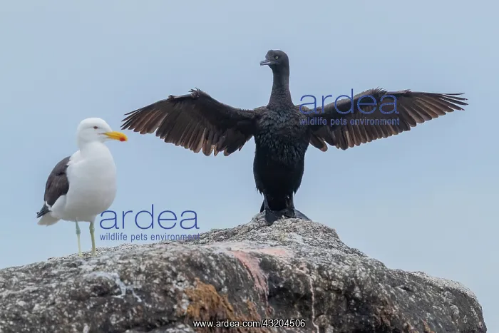 : Bank Cormorant (Phalacrocorax neglectus), juvenile : Bank Cormorant (Phalacrocorax neglectus), juvenile