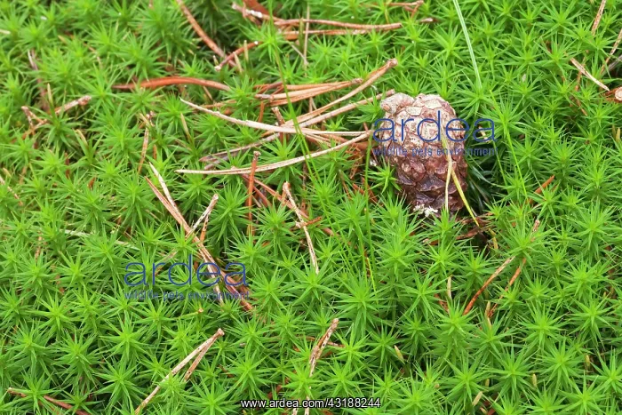 : Bank Haircap Moss : Bank Haircap Moss