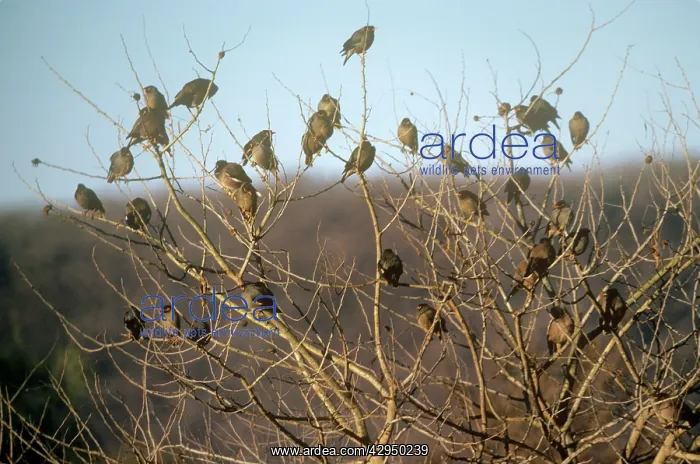 : Bank Myna - a flock resting in a treeSSSS : Bank Myna - a flock resting in a treeSSSS