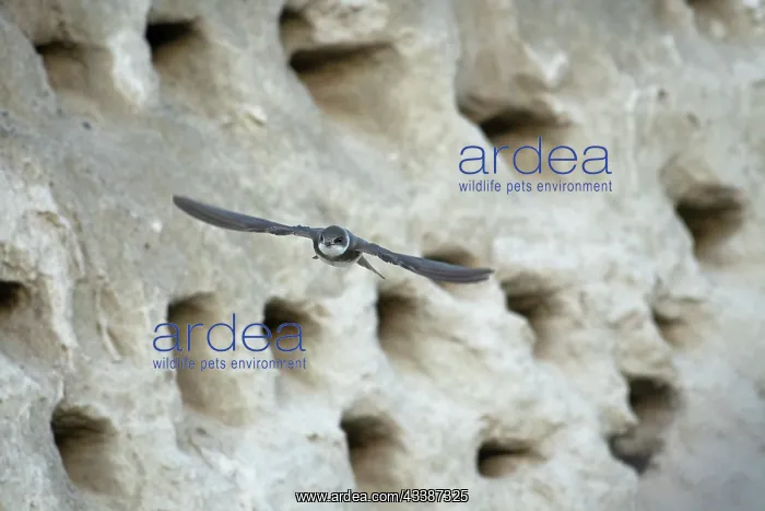 : Bank Swallow / Collared Sand Martin (Riparia rip : Bank Swallow / Collared Sand Martin (Riparia rip