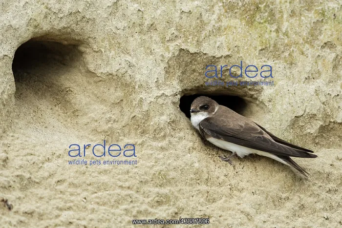 : Bank Swallow / Collared Sand Martin (Riparia rip : Bank Swallow / Collared Sand Martin (Riparia rip