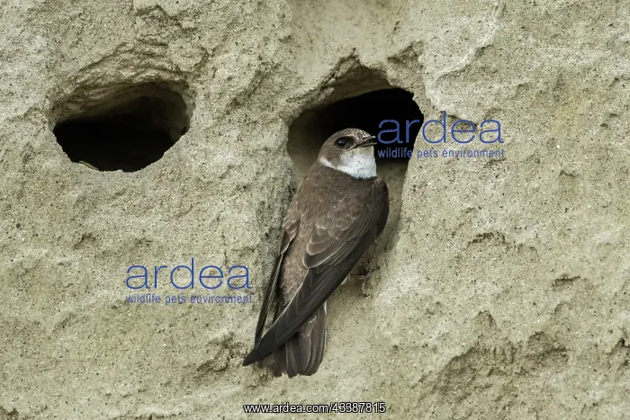 : Bank Swallow / Collared Sand Martin (Riparia rip : Bank Swallow / Collared Sand Martin (Riparia rip