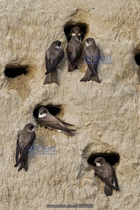 : Bank Swallow / Collared Sand Martin (Riparia rip : Bank Swallow / Collared Sand Martin (Riparia rip