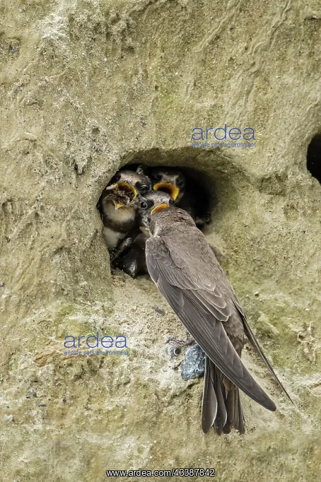 : Bank Swallow / Collared Sand Martin (Riparia rip : Bank Swallow / Collared Sand Martin (Riparia rip