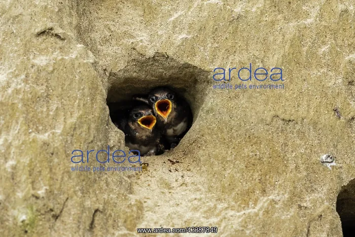 : Bank Swallow / Collared Sand Martin (Riparia rip : Bank Swallow / Collared Sand Martin (Riparia rip
