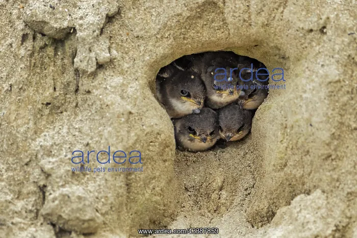 : Bank Swallow / Collared Sand Martin (Riparia rip : Bank Swallow / Collared Sand Martin (Riparia rip