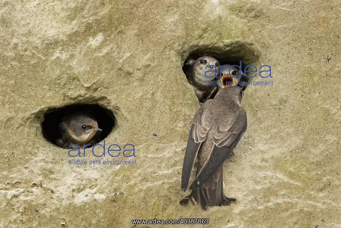 : Bank Swallow / Collared Sand Martin (Riparia rip : Bank Swallow / Collared Sand Martin (Riparia rip