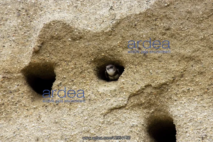 : Bank Swallow / Sand Martin - looking out from nest : Bank Swallow / Sand Martin - looking out from nest