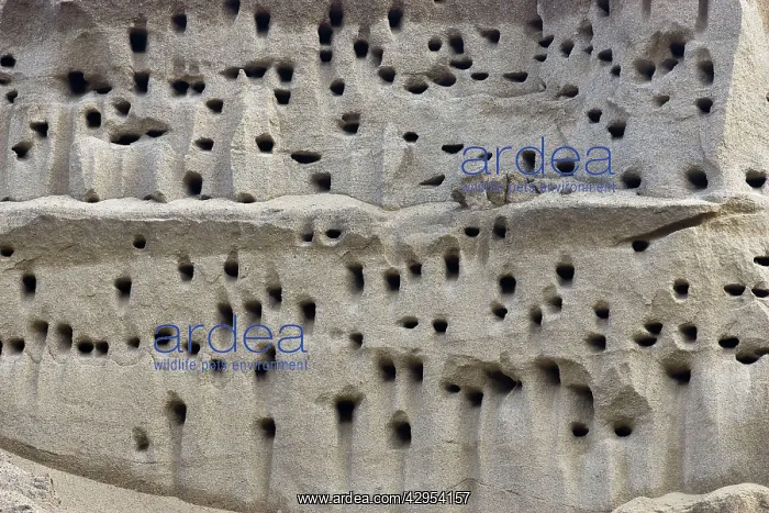 : Bank Swallow / Sand Martin - nest holes at colony : Bank Swallow / Sand Martin - nest holes at colony