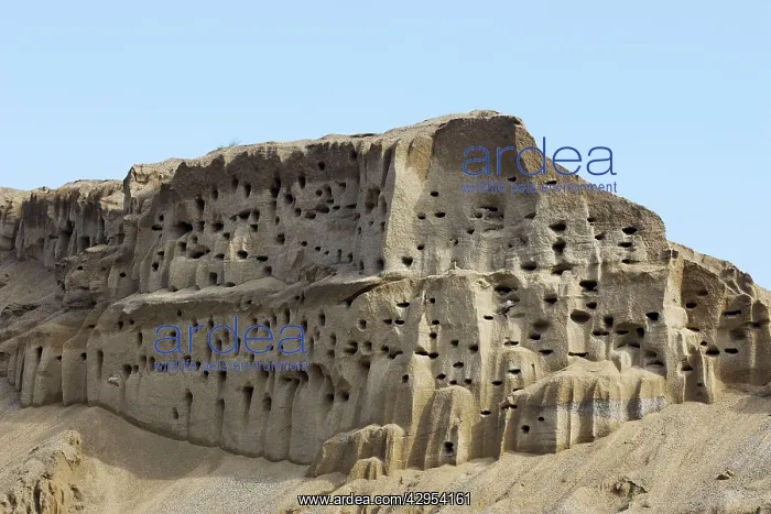 : Bank Swallow / Sand Martin - nest holes at colony : Bank Swallow / Sand Martin - nest holes at colony