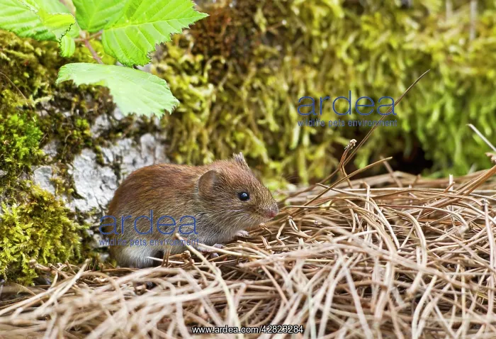 : Bank Vole (Clethrionomys glareolus). Bedfordshire UK : Bank Vole (Clethrionomys glareolus). Bedfordshire UK