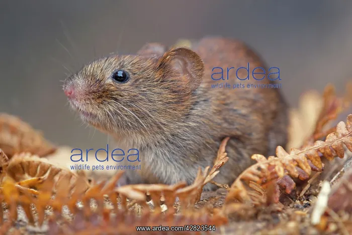 : Bank Vole (Clethrionomys glareolus). Cornwall - UK : Bank Vole (Clethrionomys glareolus). Cornwall - UK