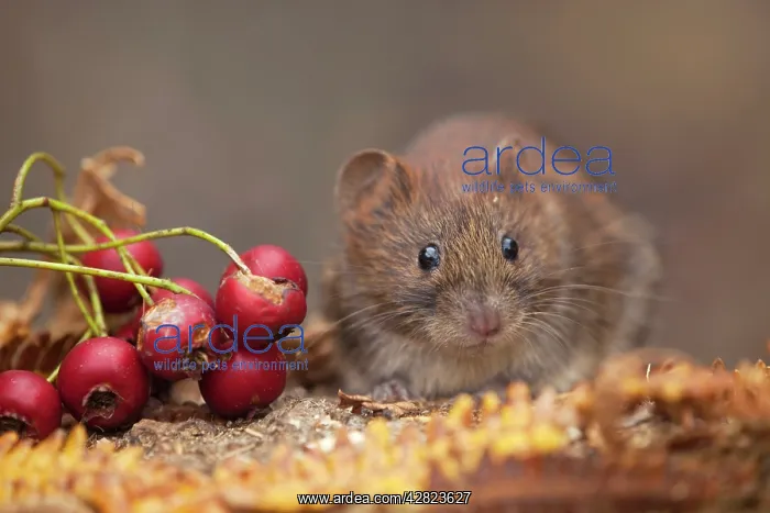 : Bank Vole (Clethrionomys glareolus). Cornwall - UK : Bank Vole (Clethrionomys glareolus). Cornwall - UK